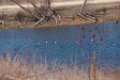 Mixed Ducks 2016-02-13_8 (3)